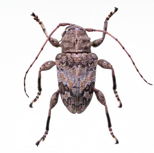 Xenofrea dechambrei